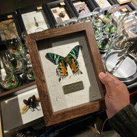 Vintage 3D Deep Shadow Box Frame for Insect Specimen Display & DIY Crafts, 1.8cm Depth
