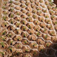 Biodegradable Non-Woven Seedling Nursery Bags