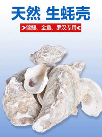 Natural Polished Oyster Shell Filter Media for Koi Ponds & Aquariums - Bio-Filter & Water Clarifier