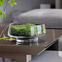 Large Mouth Clear Glass Hydroponic Terrarium Vase for Moss Micro Landscape and Artificial Floral Decor