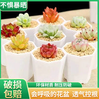 Thickened Octagonal Plastic Succulent Planter Pots for Home Gardening and Seedling Propagation