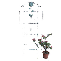 Iron Art Garden Trellis for Climbing Plants, Roses, and Vines - Outdoor Freestanding or Fence-Mounted