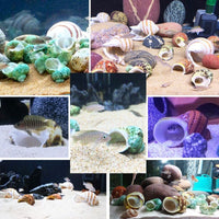Natural Seashell & Starfish Aquarium Decor for Hermit Crabs & Crafts