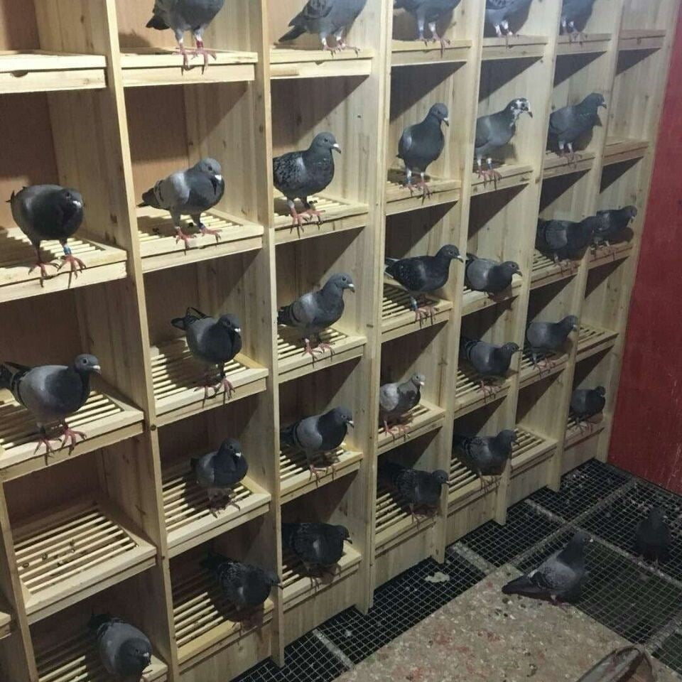 Wooden Pigeon Breeding Cage with Multiple Compartments for Racing Pigeons and Pet Shops