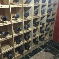 Wooden Pigeon Breeding Cage with Multiple Compartments for Racing Pigeons and Pet Shops