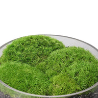 Large Mouth Clear Glass Hydroponic Terrarium Vase for Moss Micro Landscape and Artificial Floral Decor