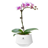 Orchid Pot Double-Layer Breathable Root Control Planter for Hydroponics and Moss Culture