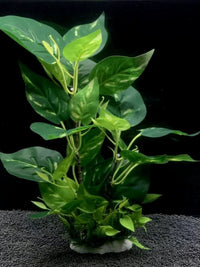 Aquarium Artificial Plant Decor - Large Leaf Banyan & Colorful Foliage