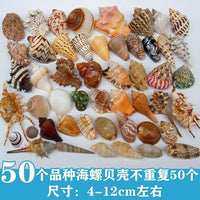Natural Seashell & Starfish Aquarium Decor for Hermit Crabs & Crafts