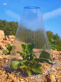 Clear Plastic Plant Cover Cones for Seedling Protection and Insulation