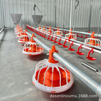 Automatic Poultry Feeder and Drinker System for Geese and Ducks