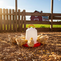 Automatic Chicken Feeder PP Material Bucket Type Chicken Feeder Heavy Duty for Farm, Backyard