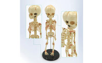 Infant Skeleton Model Educational Infant Skeleton Model Bodily Framework for Studio