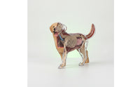 Dog Physiology Model with Detachable Parts Clear-Bodied Dog Physiology Model Educational for Pet Health Students