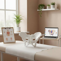 Spine Pelvis Model Long-Lasting Female Pelvis Model PVC Material for Students