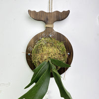 Wooden Wall-Mounted Staghorn Fern Planting Board