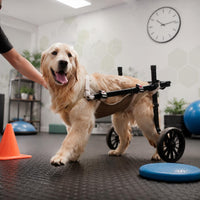 Pet Wheelchair Adjustable Frame Dog Mobility Vehicle Large Wheel Design