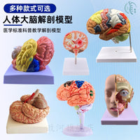 教学仿真人体大脑解剖模型脑动脉构造脑神经脑模具脑功能区域色分
