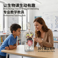 Transparent Pregnant Woman Anatomy Model for Medical Education