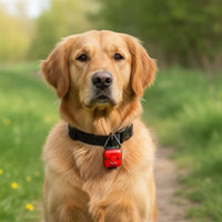 Rechargeable Dog Walking Light Long Battery Life LED Pet Collar Light