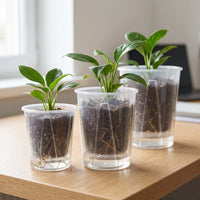 Air Column Self-Watering Orchid Pot with Transparent Outer Basin for Hydroponics and Root Health