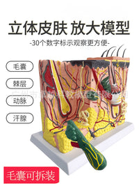皮肤结构解剖模型教学组织层次立体构造 微整形缝合 美容医学模型