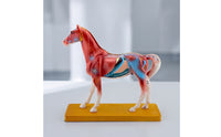 Highly Detailed Horse Anatomy Model with Acupuncture Points Multicolor Horse Acupuncture Model Realistic Professional-Grade for Classroom