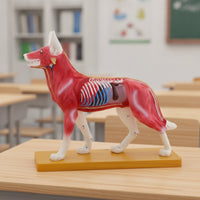 Anatomical Dog Acupuncture Model Educational Dog Acupuncture Point Model Detailed PVC for Veterinarians, Acupuncturists, Classrooms, Laboratories