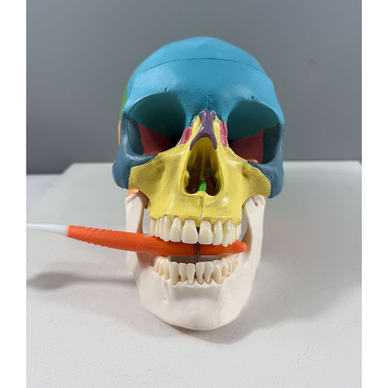 Medical Teaching Skull Model LY100 Human Skeleton Anatomy Model