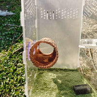 Wooden Lizard Suction Cup Resin Decoration Reptile Hide for Crested Gecko Giant Gecko