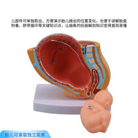 妇产科 女性盆腔附足月胎儿模型 妊娠发育九个月胎儿子宫生殖模型