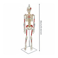 Flexible Spine Skeleton Model Nerve Features Flexible Skeleton Model