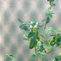 Garden Netting Canopy for Vegetables and Fruits, Bird and Insect Protection, Iron Frame and Mesh