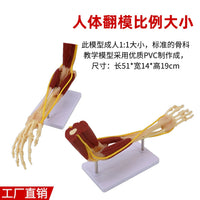 仿真人体手臂关节上肢骨肌肉神经韧带血管结构医学解剖骨骼模型