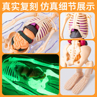 Human Body Structure Model with Organs and Skeleton for Educational Toy