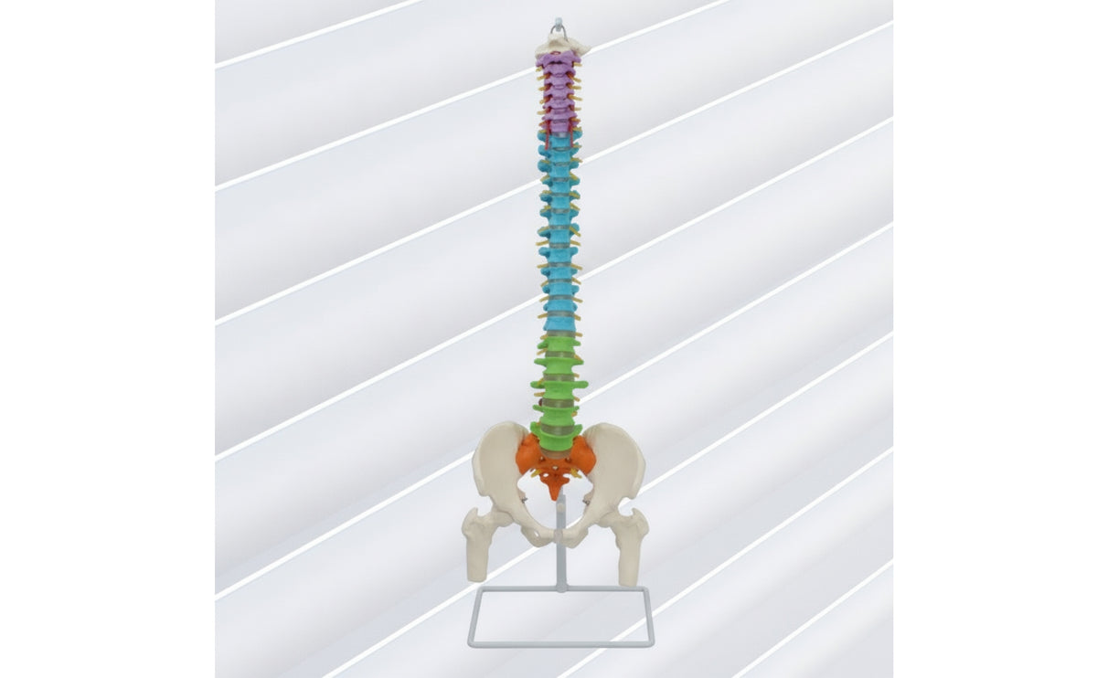 Human Skeleton Model Demonstration Skeleton Model with Stand Educational for Medical Students, Teachers, Classroom, Scientific Workspace, Office