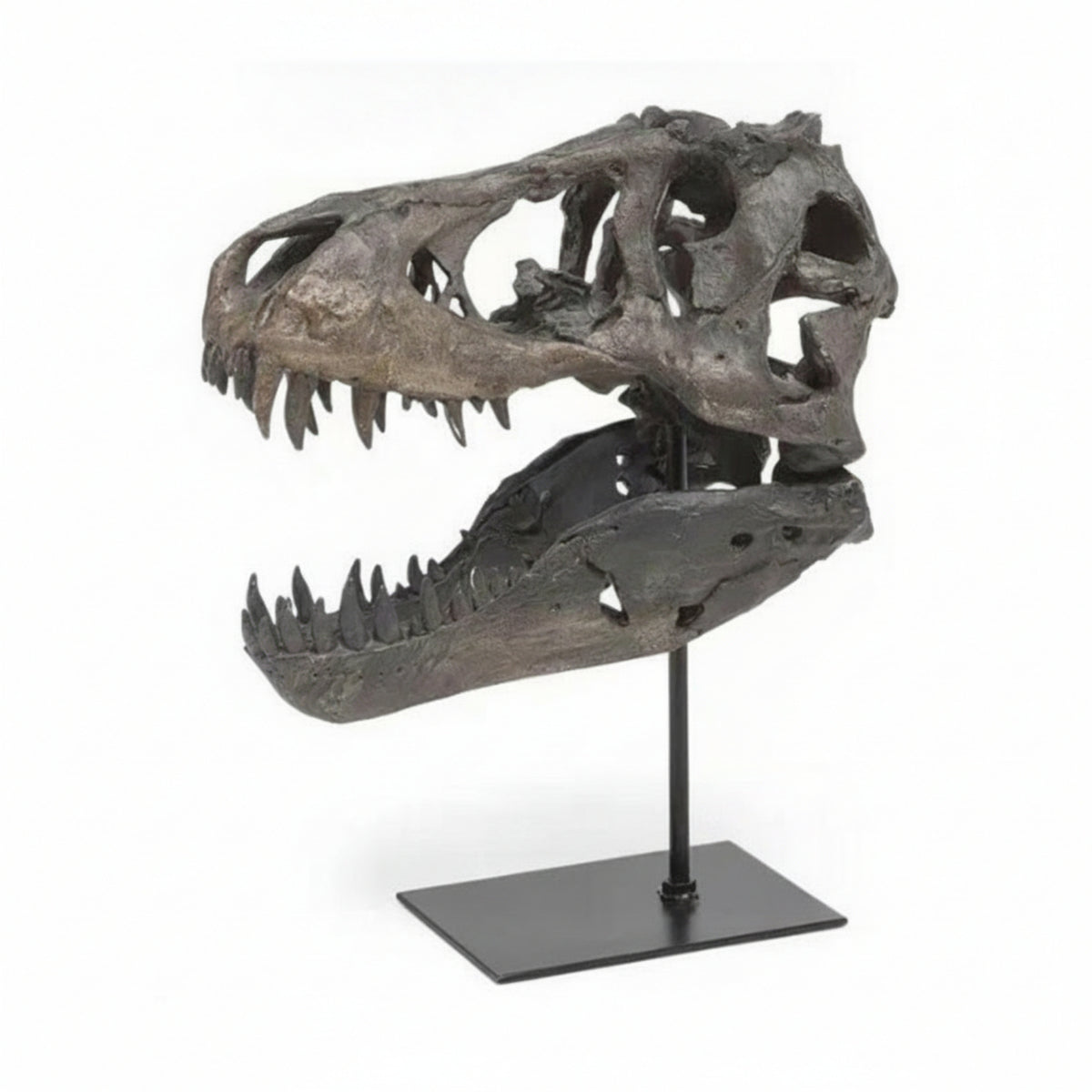 Resin Dinosaur Skull Open Jaw Decor Statue Bone-Like Details