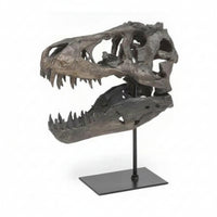 Resin Dinosaur Skull Open Jaw Decor Statue Bone-Like Details