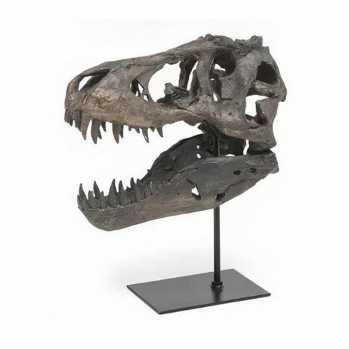 Resin Dinosaur Skull Open Jaw Decor Statue Bone-Like Details