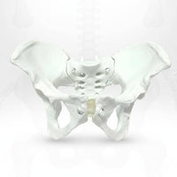 Spine Pelvis Model Long-Lasting Female Pelvis Model PVC Material for Students