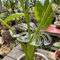 Indoor Plants and Outdoor Plants Support for Climbing Plants, Aesthetically Pleasing Clear Monstera Plant Support, Single Plastic Plant Sticks
