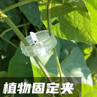 绿植果树植物固定夹卡扣藤蔓固定器秧苗爬藤支撑杆果蔬秧苗吊夹