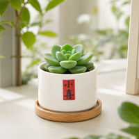 Succulent Potted Plants for Indoor Windowsills, Easy-Care Cute Office Desk Greenery, String of Coins Plant