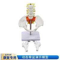 动态女性腰椎骨盆骨骼模型关节可活动迷你小盆骨产康人体医用骨架