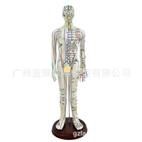 52CM Acupuncture Meridian Human Body Model with Acupuncture Points for Practice