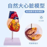 1:1人体心脏解剖模型 B超彩超可拆卸自然大心脏医学教学模型