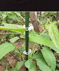 绿植果树植物固定夹卡扣藤蔓固定器秧苗爬藤支撑杆果蔬秧苗吊夹