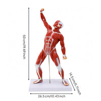 Full-Body Muscle Model Desktop Display Human Muscle Physiological Model PVC