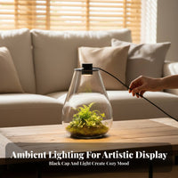 With LED Light Micro Landscape Bottle High Clarity Lichen Terrarium Bottle Elegant Design for Hobbyists, Tabletop, Living Room, Bookshelf