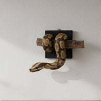 gold ball Python Wall Sculpture Handcrafted Aesthetic Python Wall Decor Resistant Resin Snake Sculpture for Office